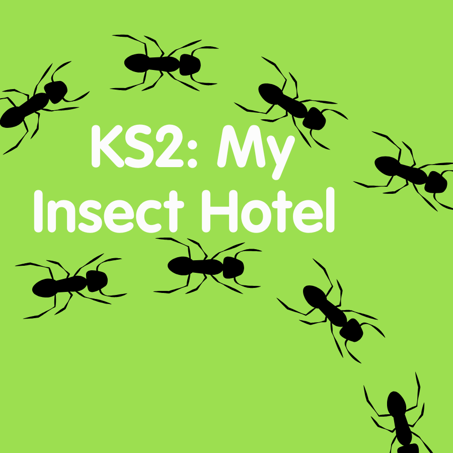 KS2: My Insect Hotel
