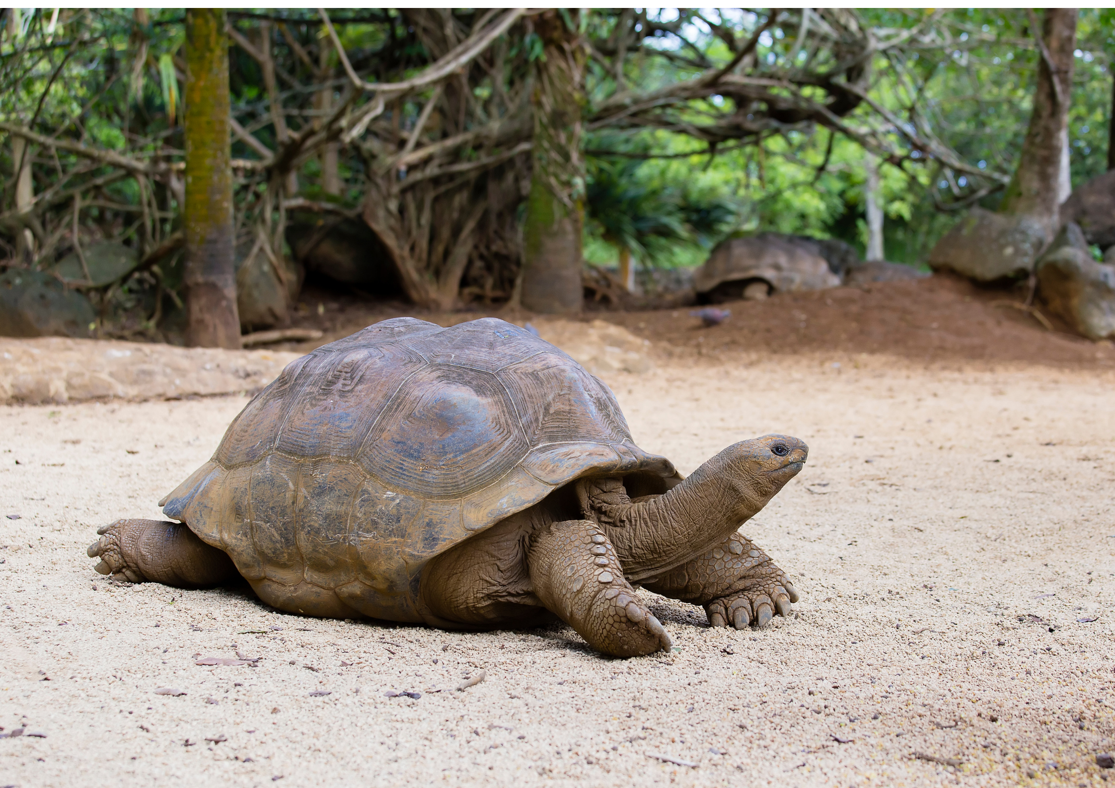 Life of a 200-year-old Tortoise &ndash; a lesson that will blow your class&rsquo;s mind